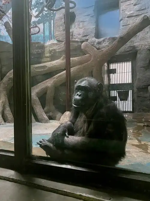 北京动物园大猩猩05