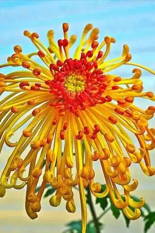 35种秀丽淡雅千姿百态的菊花,正拨蕊怒放 - 抖音