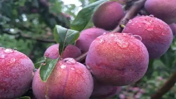 李子的寓意和象征