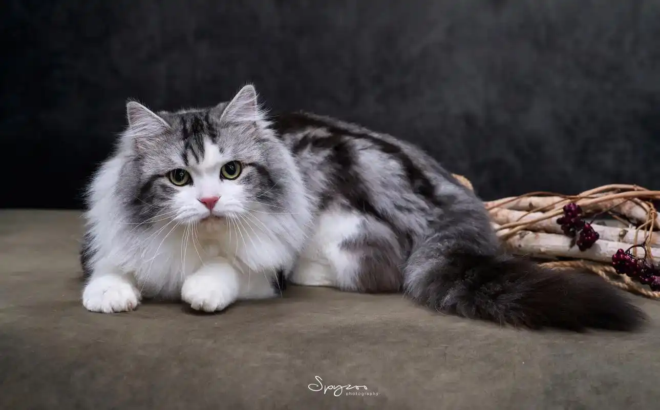 美短起司高地长毛猫#萌宠 #猫 #宠物 #长沙猫舍 #布偶猫 - 抖音