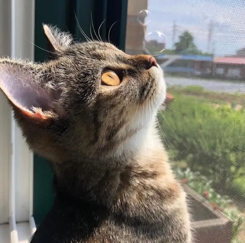 小猫咪侧脸太美啦可做头像