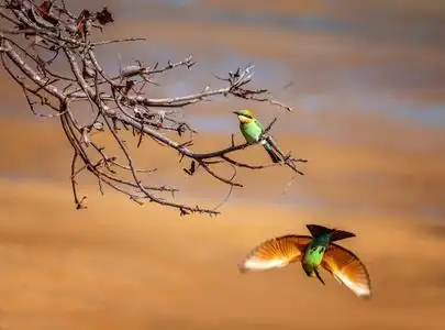 群居鸟一只食蜂鸟栖息在树枝上,一只飞走了照片