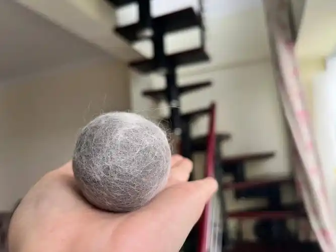 我也拥有猫毛球了