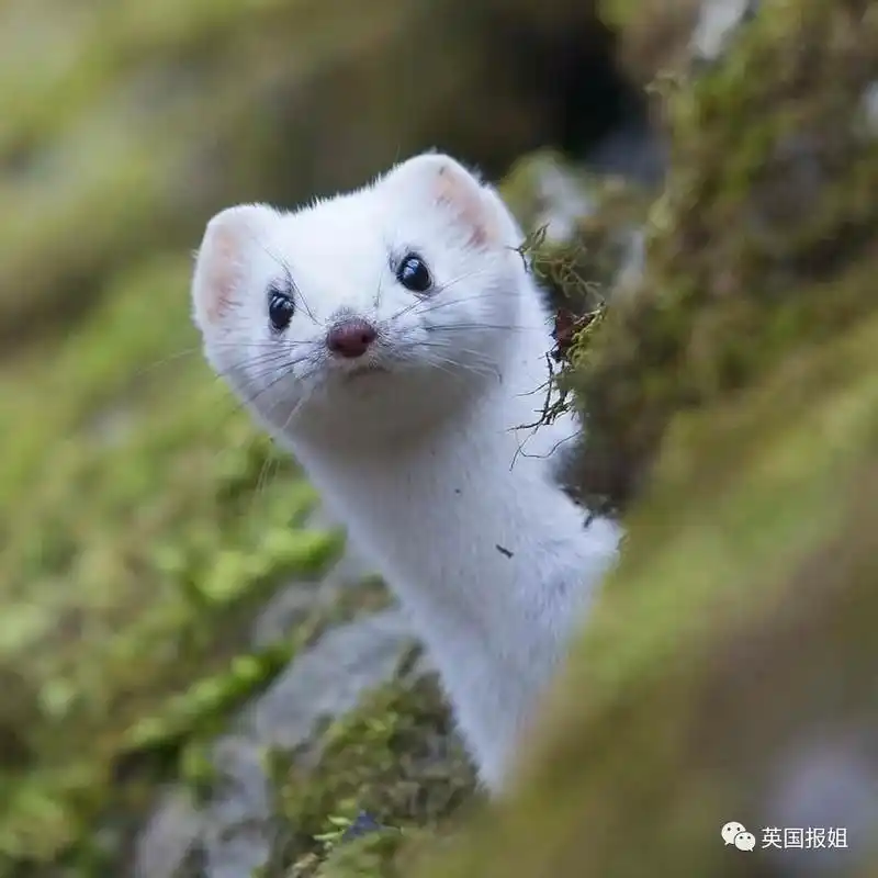 白鼬毕竟这位成员五官端正,毛白赛雪.