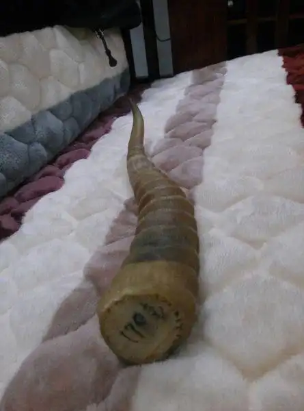 赛加羚羊角吧?值多少?谁收?