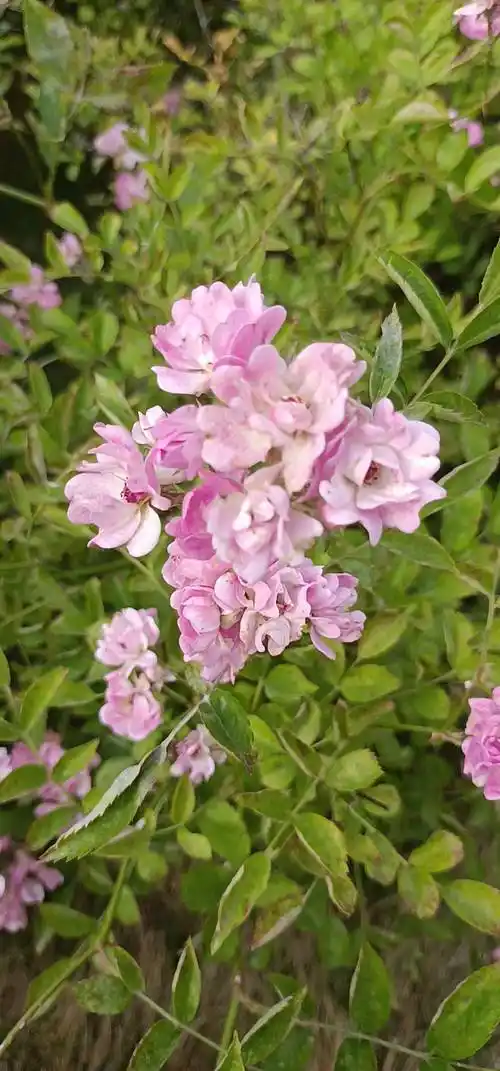 七姊妹(学名:rosa multiflora thunb.var.