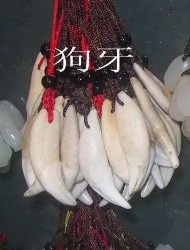 狼牙与狗牙形态上的区分(转岩蜥博客)