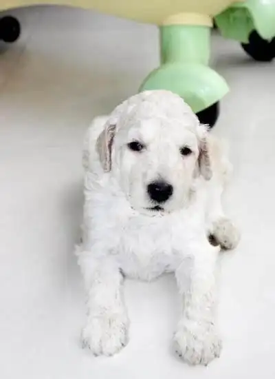 自家狗下的白色巨贵