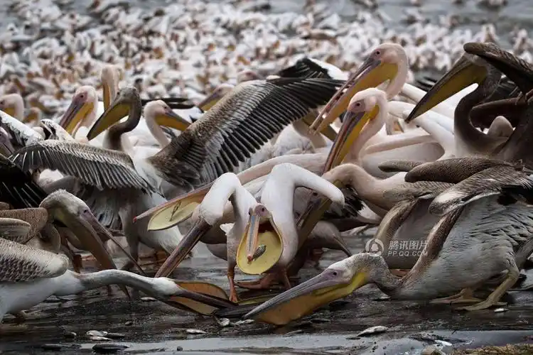 密集恐惧者慎入 数千只鹈鹕吃鱼场面壮观(组图)