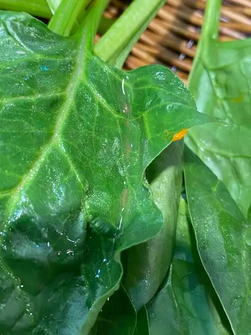 下午六点在北京市海淀区宽板凳老灶火锅温泉中心店吃到带泥土的烂菜叶