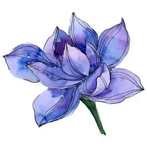 水彩蓝莲花.花卉植物花卉.孤立插图元素照片