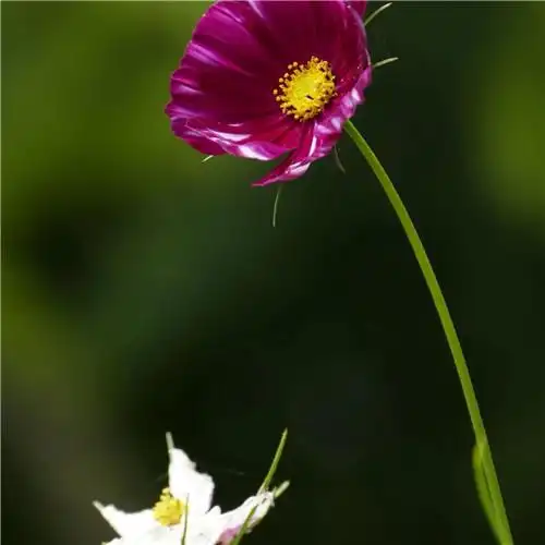 最美格桑花头像图片大全 适合做微信头像的格桑花图片_植物头像_头像