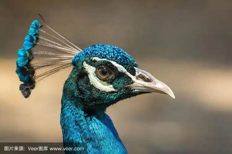 自然背景上的孔雀头的图像.野生动物.
