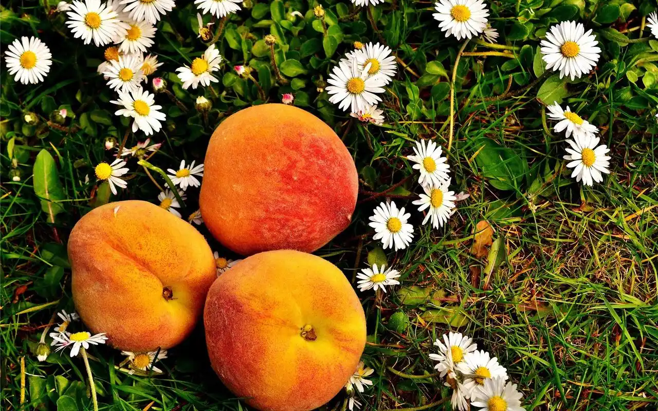 香甜可口的水蜜桃高清桌面壁纸