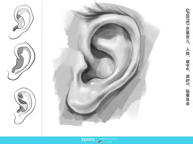 作业:怎么学动漫设计之耳朵的画法与训练技巧 - gf00787-芒果壳儿
