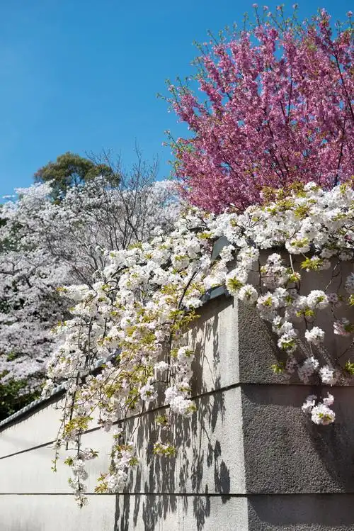 墙上的樱花