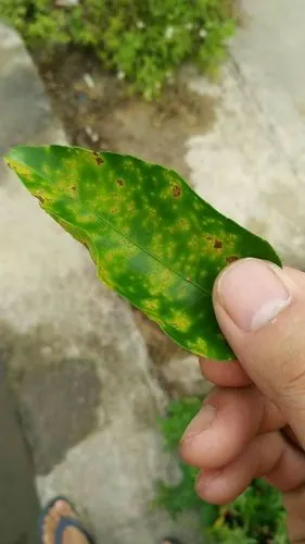 前辈!柑橘叶子得什么病害啊