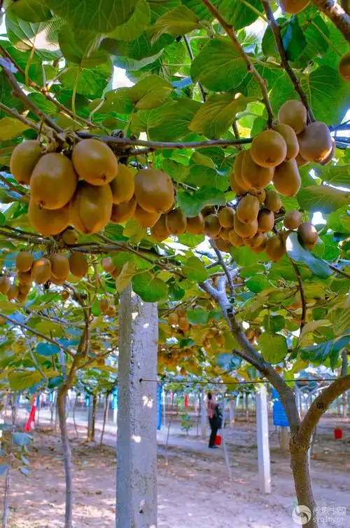 白河湿地弥猴桃园