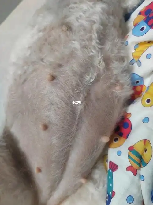 比熊怀孕53天了