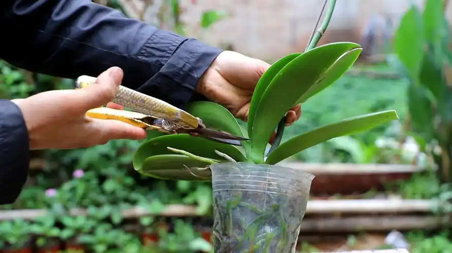 如何养殖蝴蝶兰?