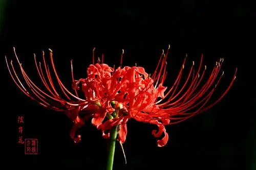 "曼珠沙华"原意为天上之花