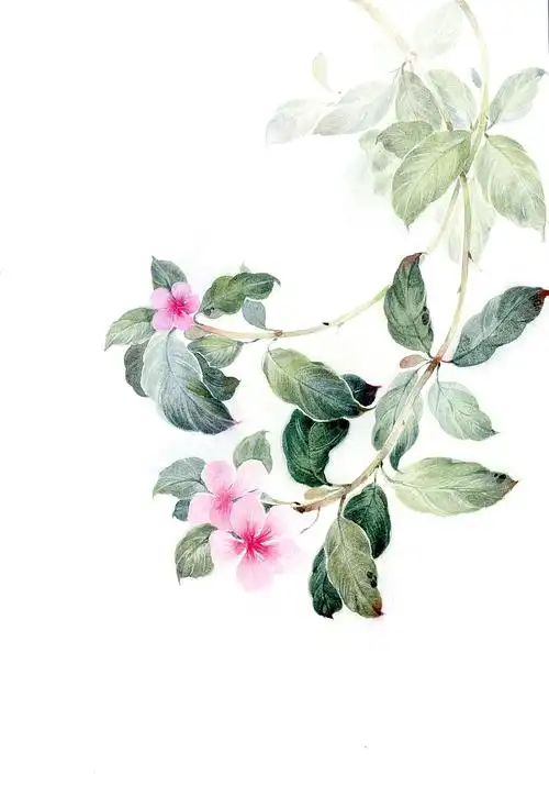 水彩作品——水彩小清新,水彩花卉_猫耳插画-站酷zcool