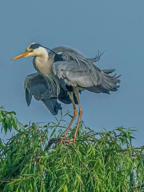 动物科普小知识:苍鹭