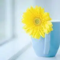 简单好看的小清新风景qq头像图片