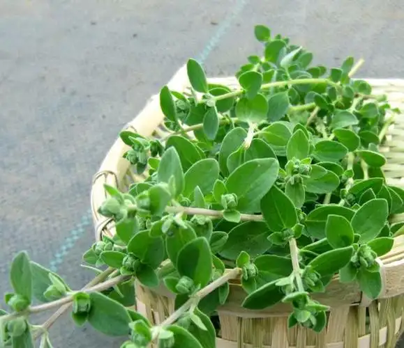 香辛料月桂和甘牛至作用和功效