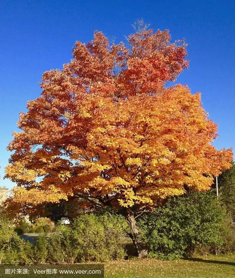 加拿大,枫树,夏天,环境,魁北克