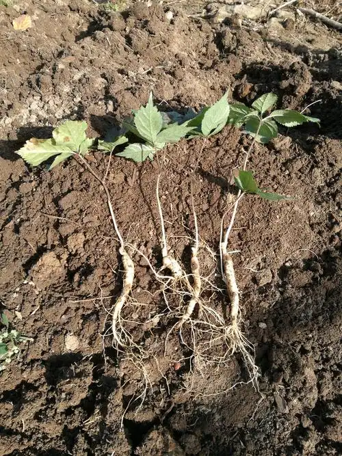 种植庭院人参种苗盆栽西洋参长白山野山参