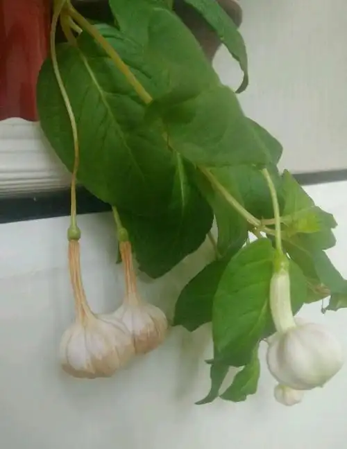 我是不是养了假的倒挂金钟,开花怎么像大蒜一样,都懵圈了_养护