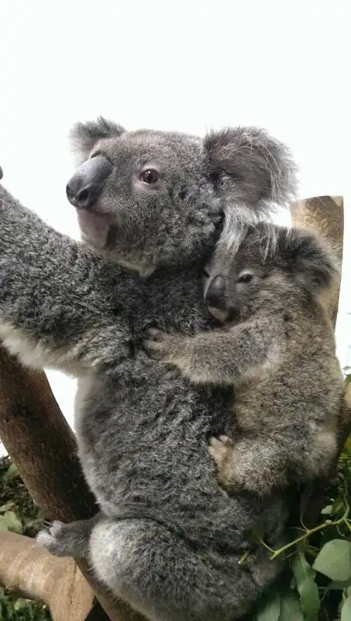 贫血 反转录病毒 无尾熊宝宝joey只活了301天