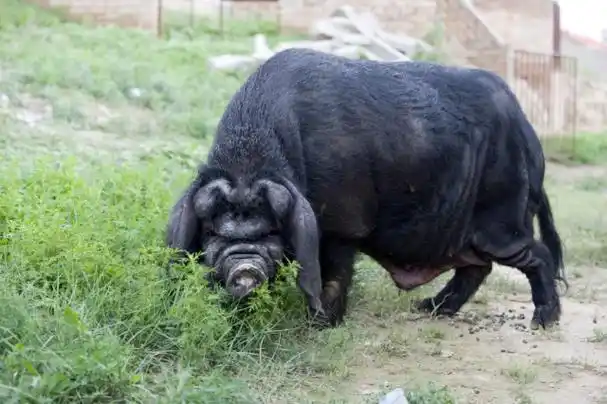 中国最宝贵的猪种看看能不能认出您的家乡猪青海互助八眉猪