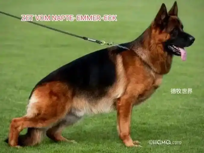 德国牧羊犬活着的艺术品.#最爱德牧 #国外德牧 #德国牧羊犬 - 抖音