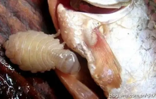 超恶心的生物 寄生在鱼舌头上的恐怖怪虫(组图)