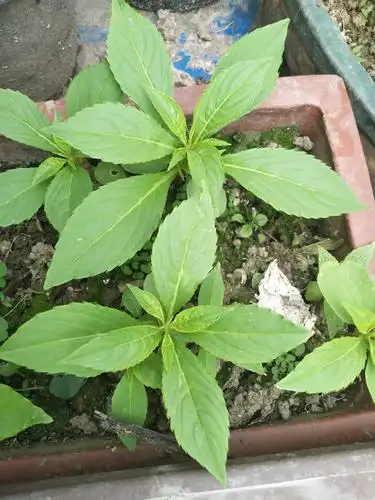 凤仙花成长 孙乙鑫(401班)洞桥中心小学