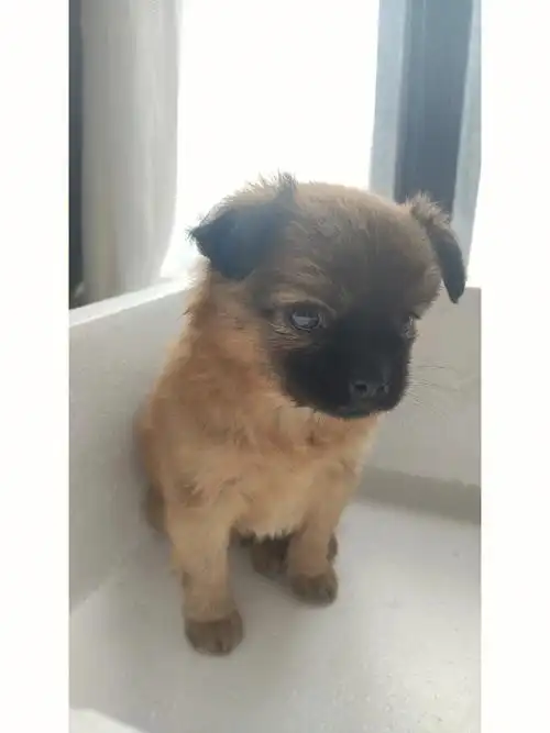 我的狗真的很丑吗