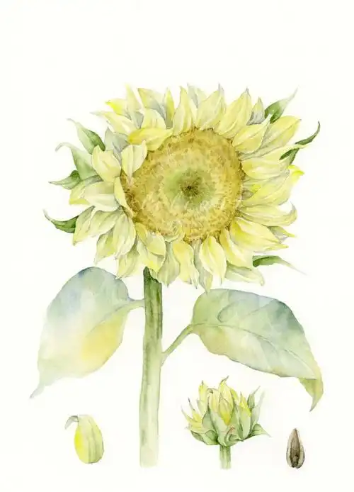 水彩秋日里怎么可以少了温暖的向日葵呢