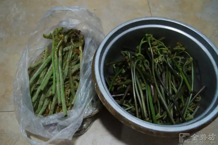 【求助】大家郁闷呢郁闷,这白毛胖蕨菜到底能不能吃?