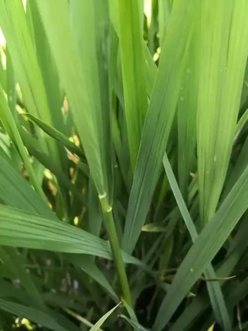 水稻病虫控制关键在破口 成败与否在此一举