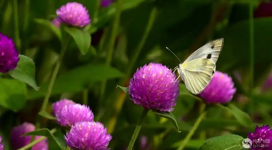 鲜花盛开彩蝶纷飞随拍