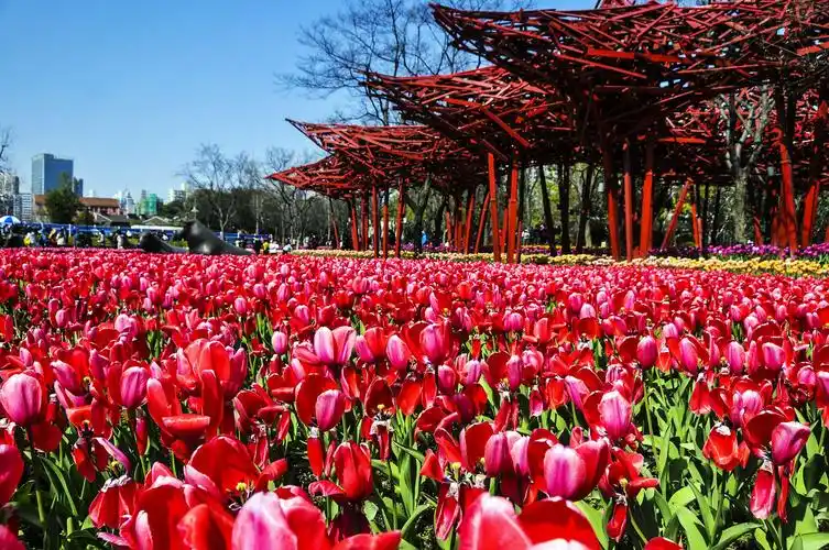 花开满园 郁金香飘