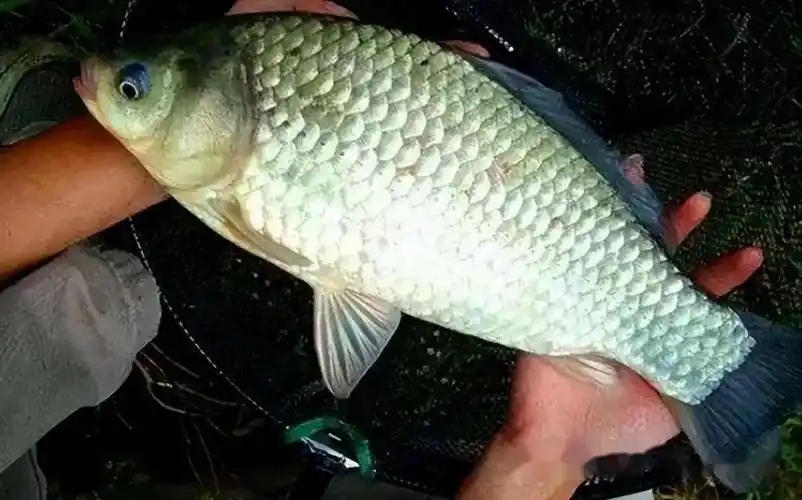 鲫中之霸湖南钓友钓获巨型鲫鱼王重达4斤长约半米