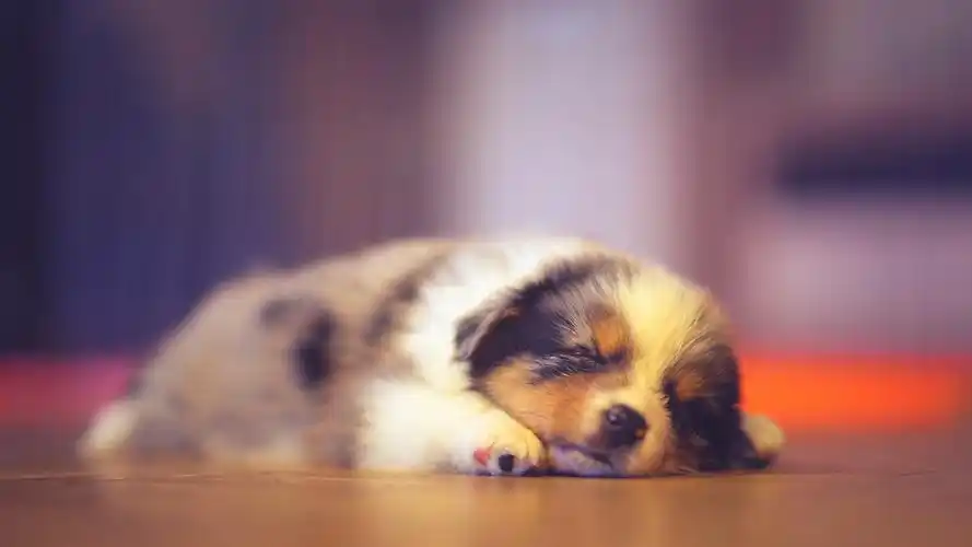 动物与鸟 狗狗 可爱的小狗睡觉,背景虚化 壁纸 / 2560x1440 qhd高清