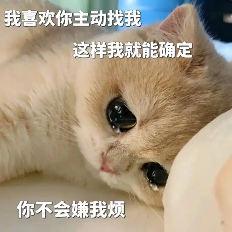 我喜欢你主动找我,这样我就能确定,你不会嫌我烦#猫咪表情包  - 抖音