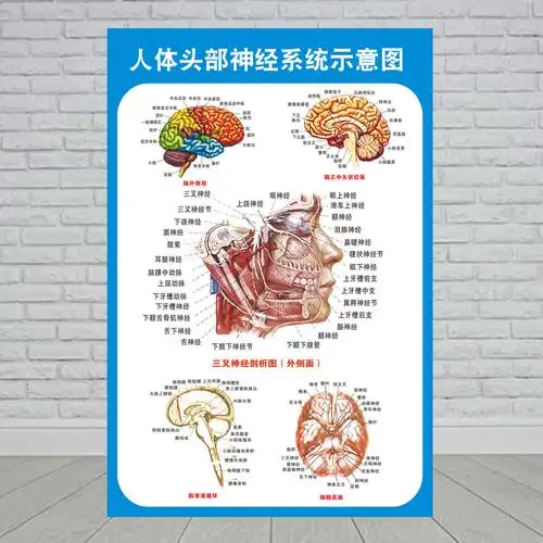 头部脑神经系统解剖示意图宣传画教学医院科室人体医学挂图墙贴人体