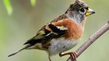 今天在广西桂林草地上录到了虎皮燕雀鸟叫声,声音叫的好动听,大家听过