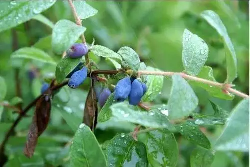 蓝靛是什么颜色