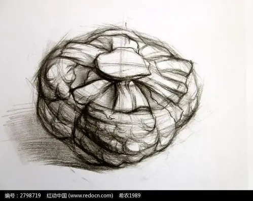 素描卷心菜结构图